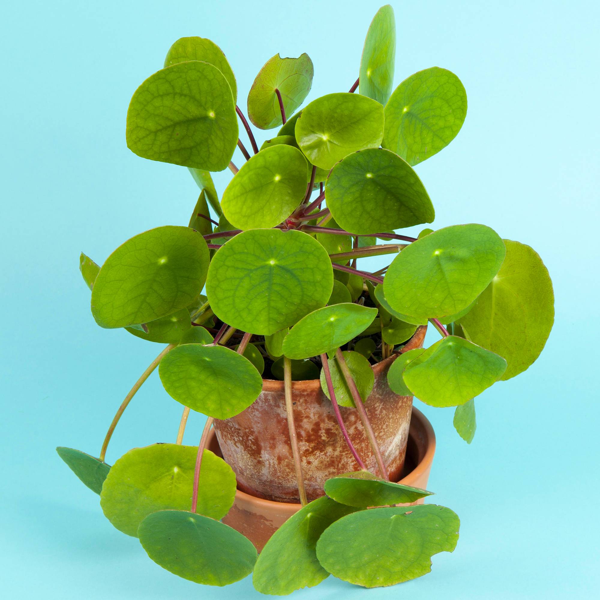 Gardenersdream - Pilea Peperomioides De 20 À 30 Cm Avec Pot Plante À Monnaie Chinoise Pour Bureaux - GardenersDream - Imagen 1