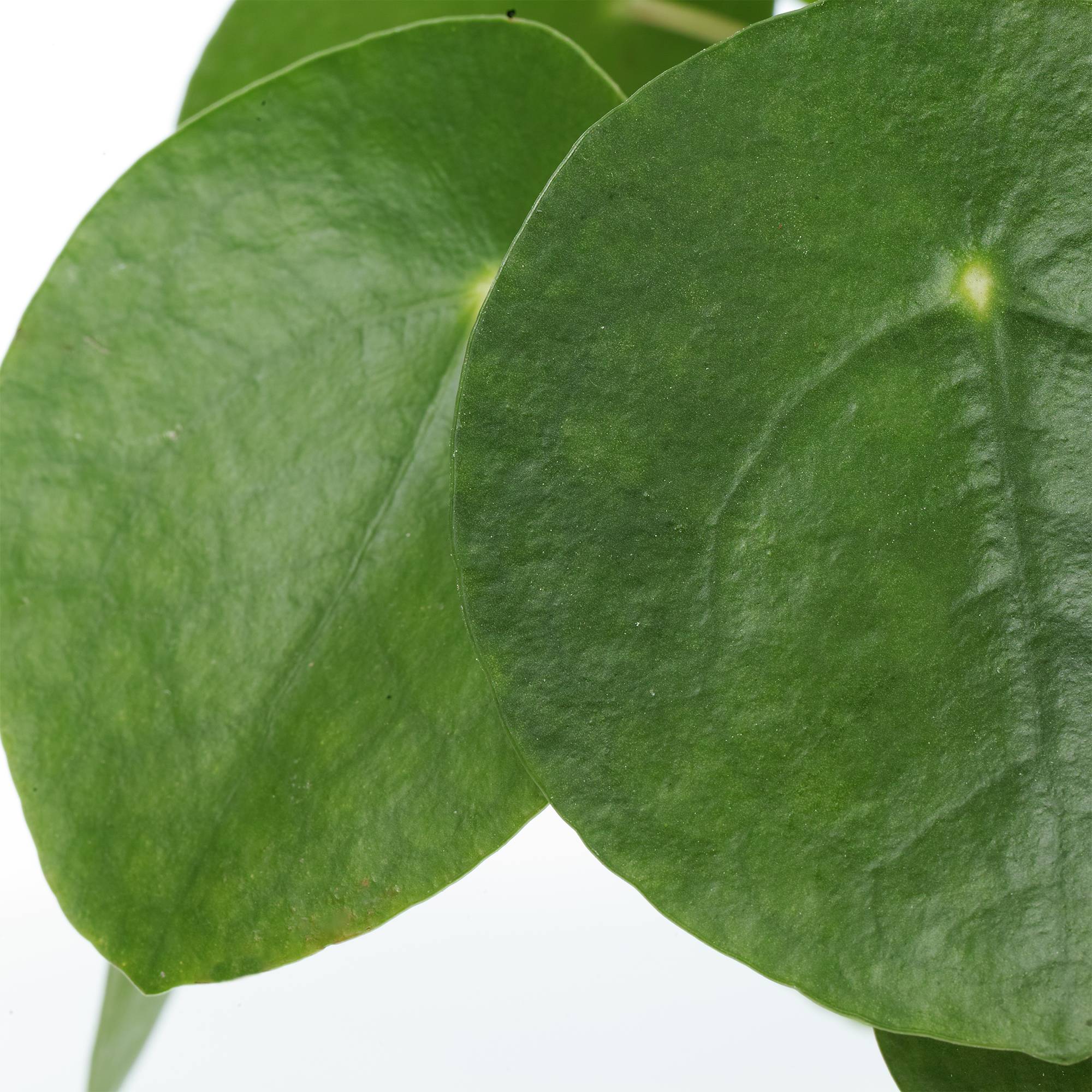 Gardenersdream - Pilea Peperomioides De 20 À 30 Cm Avec Pot Plante À Monnaie Chinoise Pour Bureaux - GardenersDream - Imagen 3