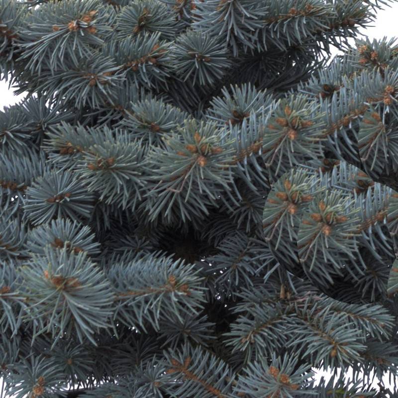 Épicéa bleu Glauca Globosa, Picea pungens - Pot de 3L - 20/40 cm - Image 2