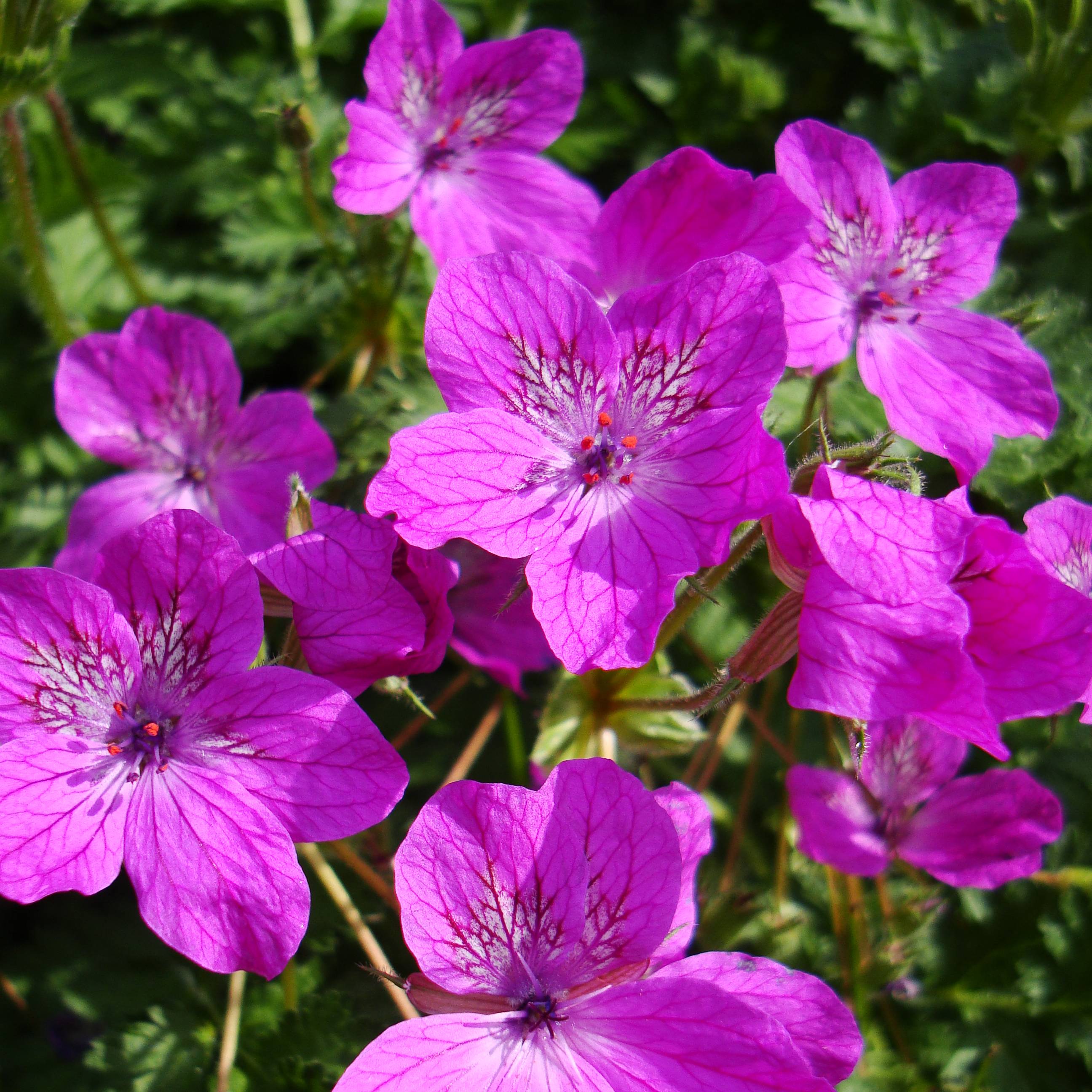 Promesse de Fleurs - Erodium manescavii - Bec de Grue Godet de 8/9 cm