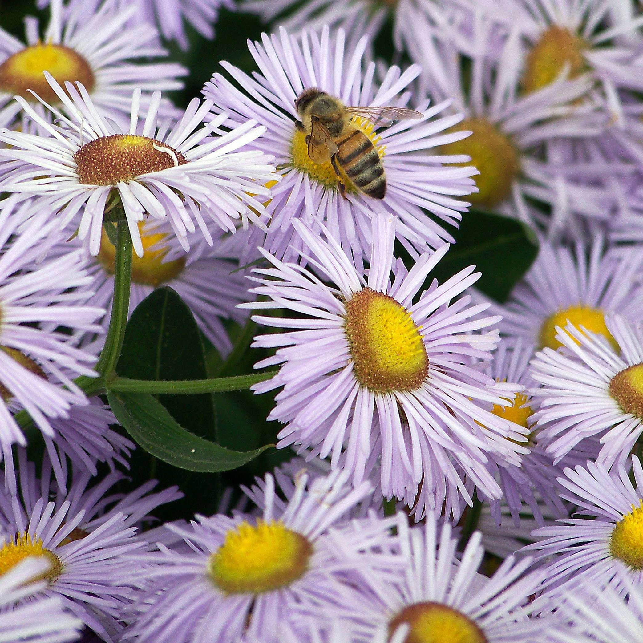 Promesse de Fleurs - Erigeron Quakeress Godet de 8/9 cm