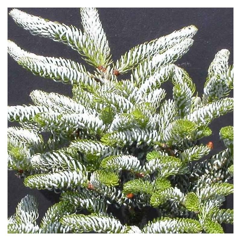Sapin de Corée Silberlocke, Abies koreana - Pot de 5L - 40/60 cm - Imagen 3