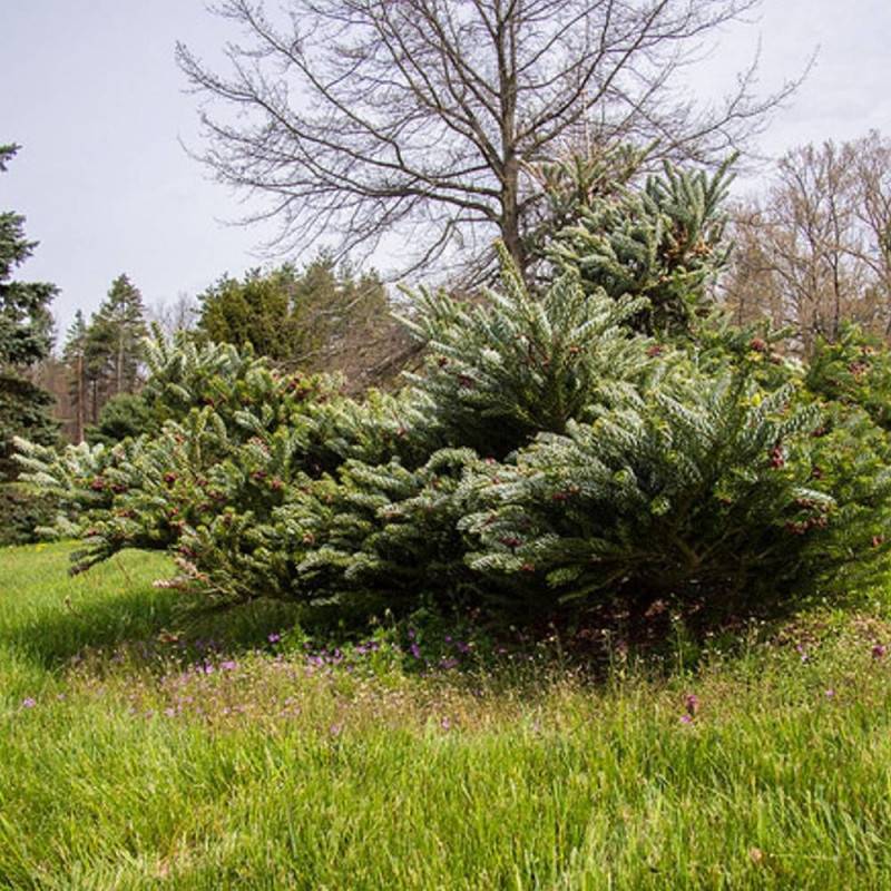 Sapin de Corée Silberlocke, Abies koreana - Pot de 5L - 40/60 cm - Imagen 6