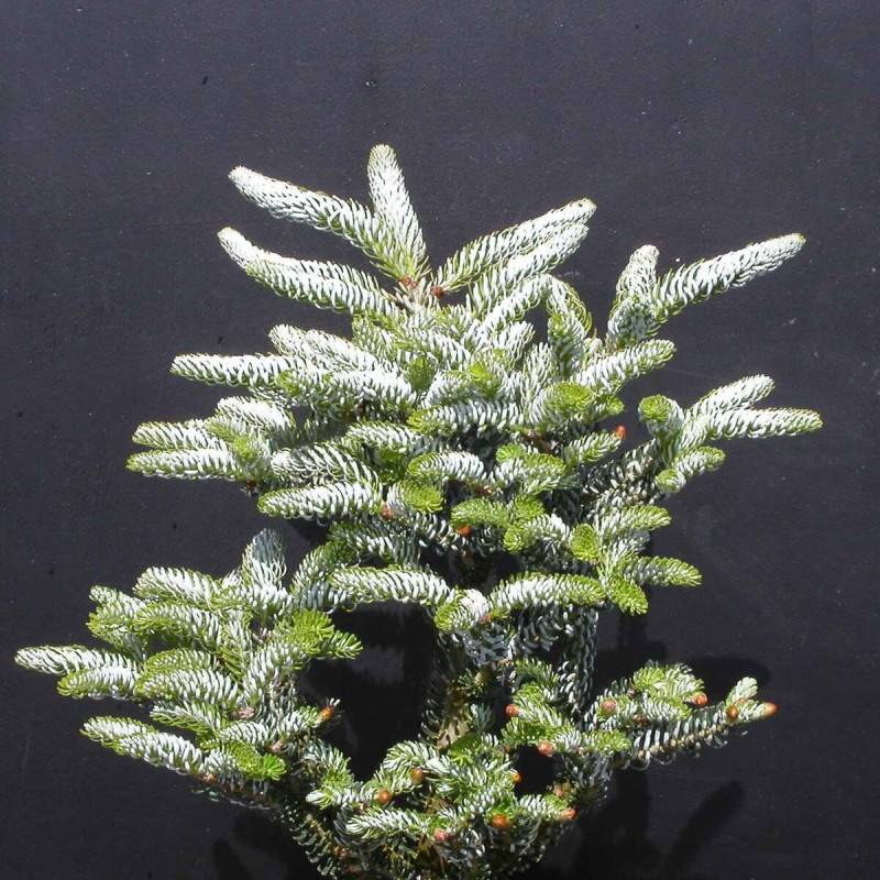 Sapin de Corée Silberlocke, Abies koreana - Pot de 5L - 40/60 cm