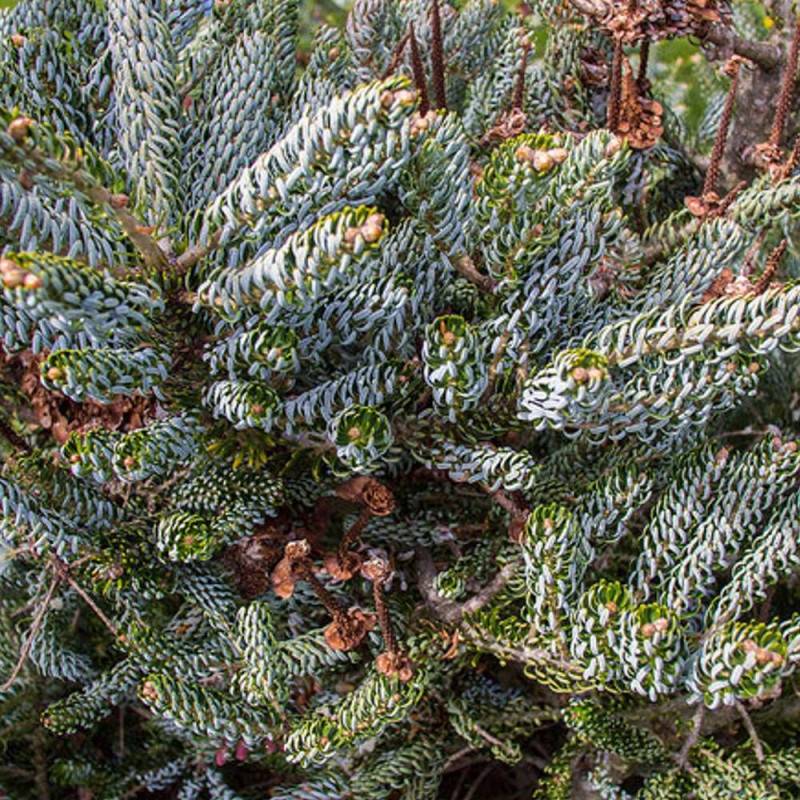 Sapin de Corée Silberlocke, Abies koreana - Pot de 5L - 40/60 cm - Imagen 5