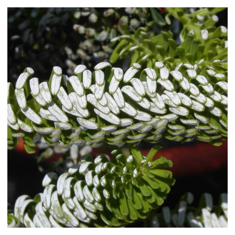 Sapin de Corée Silberlocke, Abies koreana - Pot de 5L - 40/60 cm - Imagen 4