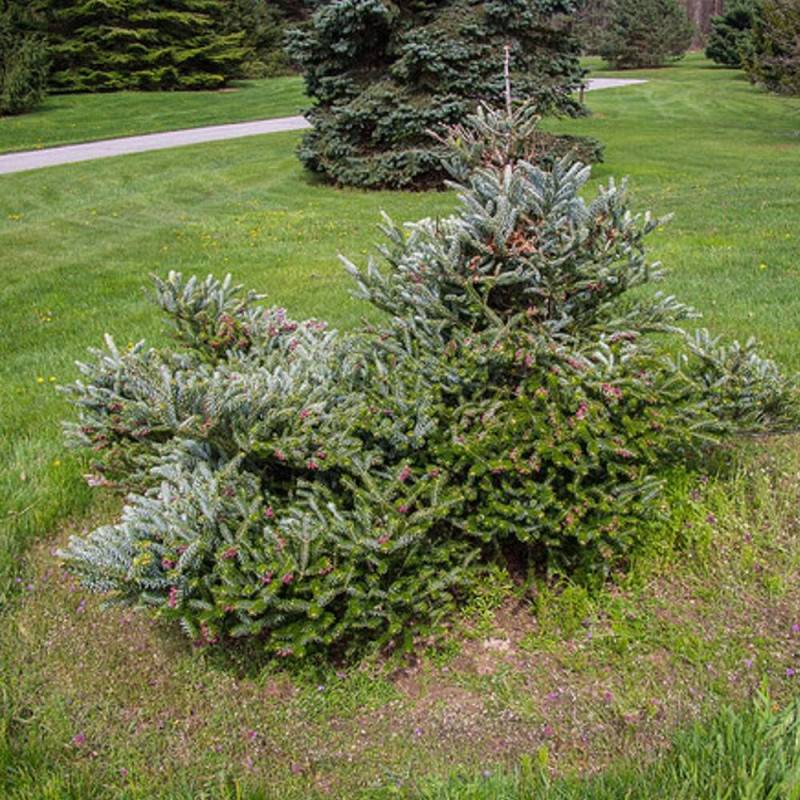 Sapin de Corée Silberlocke, Abies koreana - Pot de 5L - 40/60 cm - Imagen 7