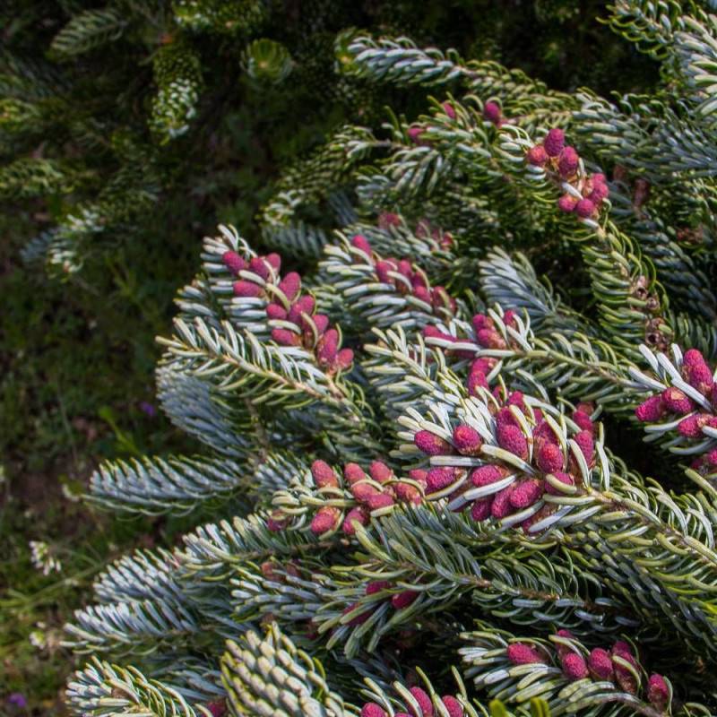 Sapin de Corée Silberlocke, Abies koreana - Pot de 5L - 40/60 cm - Imagen 9