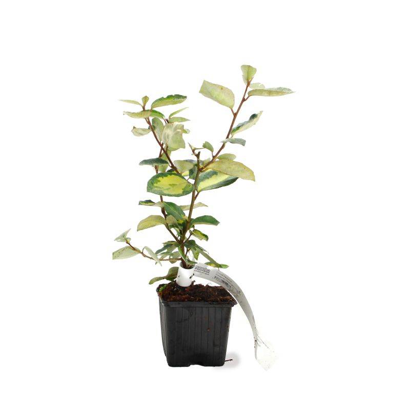 Chalef de Ebbing (Elaeagnus ebbingei 'Limelight') - Godet - Taille 13/25cm - Pépinières Naudet - Imagen 2