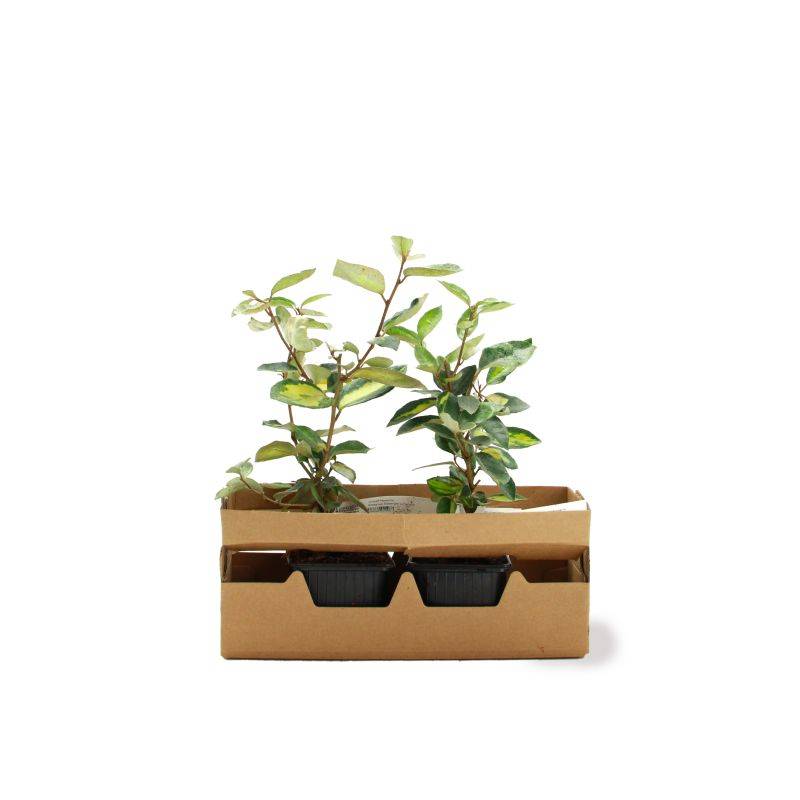 Chalef de Ebbing (Elaeagnus ebbingei 'Limelight') - Godet - Taille 13/25cm - Pépinières Naudet - Imagen 4