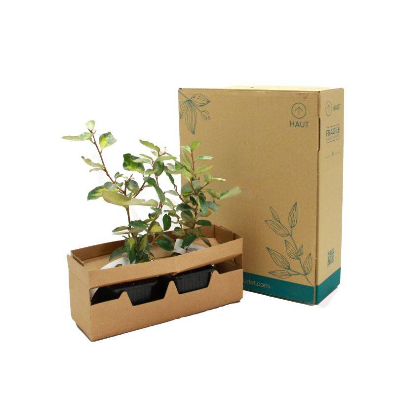 Chalef de Ebbing (Elaeagnus ebbingei 'Limelight') - Godet - Taille 13/25cm - Pépinières Naudet - Imagen 5