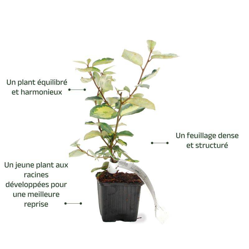 Chalef de Ebbing (Elaeagnus ebbingei 'Limelight') - Godet - Taille 13/25cm - Pépinières Naudet - Imagen 3