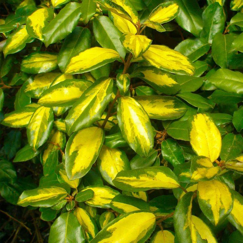 Chalef de Ebbing (Elaeagnus ebbingei 'Limelight') - Godet - Taille 13/25cm - Pépinières Naudet - Imagen 1