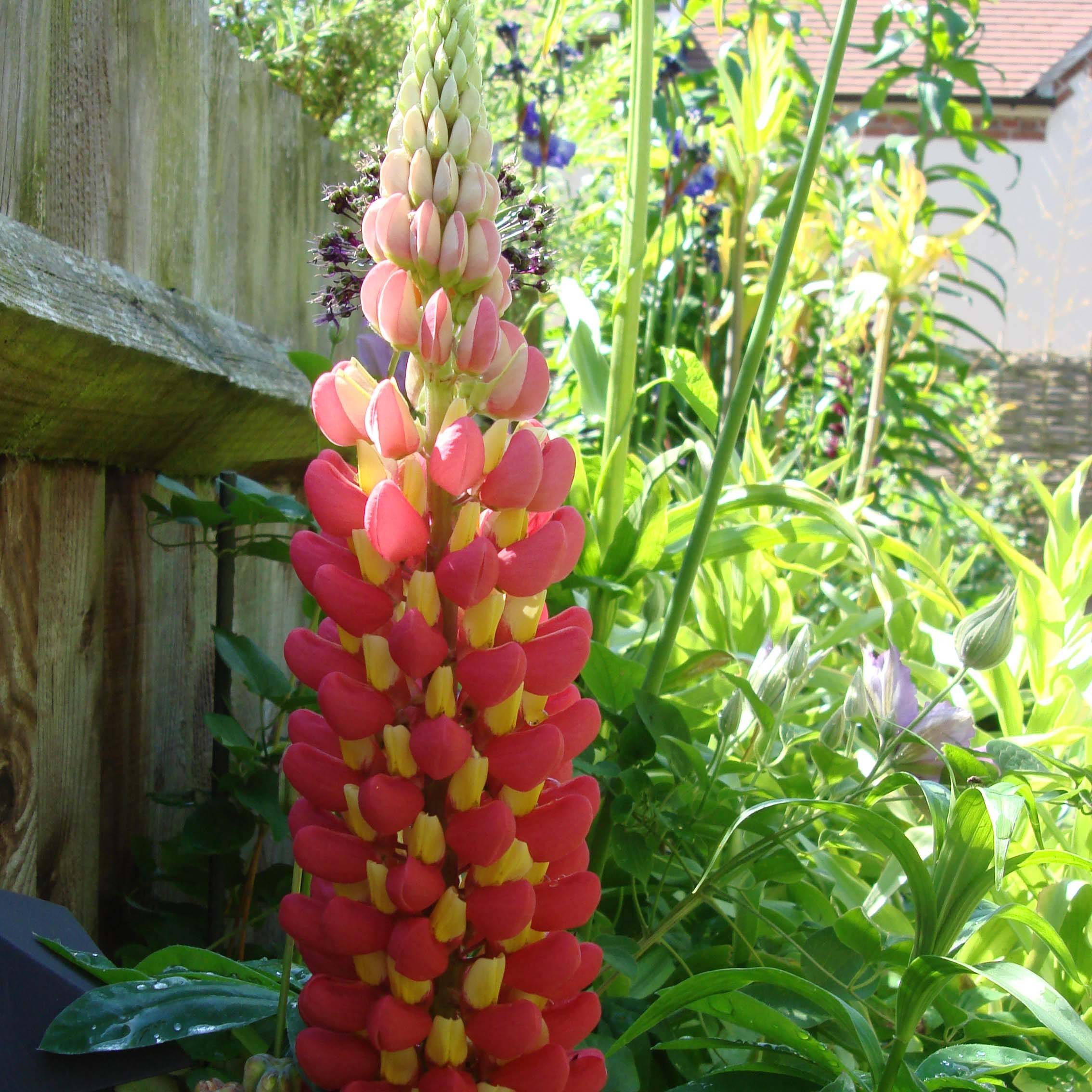 Promesse de Fleurs - Lupin West Country Tequila Flame rouge et jaune Pot de 10 cm/11cm