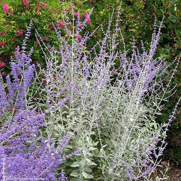 Promesse de Fleurs - Perovskia Silvery Blue - Sauge d'Afghanistan Godet de 8/9 cm
