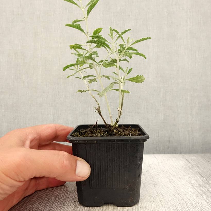 Promesse de Fleurs - Perovskia Silvery Blue - Sauge d'Afghanistan Godet de 8/9 cm - Image 2