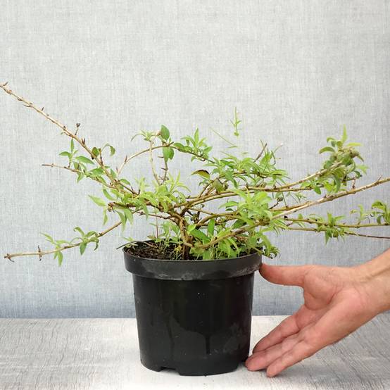Forsythia Mêlée d'Or - Mimosa de Paris Pot de 3L/4L - Image 2