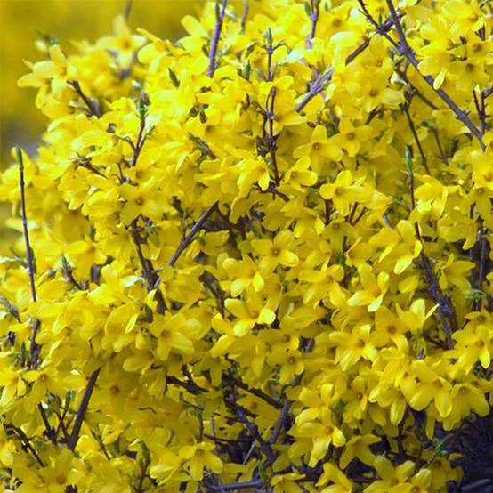 Forsythia Mêlée d'Or - Mimosa de Paris Pot de 3L/4L - Image 1