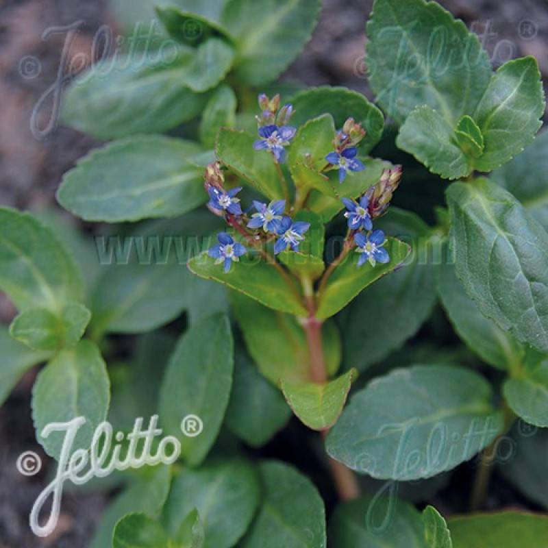 Véronique des ruisseaux beccabunga à fleurs Bleue/ - feuillage Persistant - Godet - 5/20 cm - Imagen 1