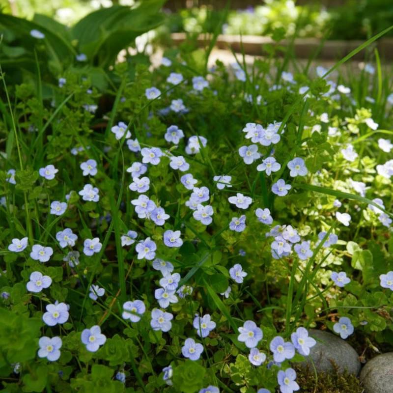 Véronique des ruisseaux beccabunga à fleurs Bleue/ - feuillage Persistant - Godet - 5/20 cm - Imagen 2
