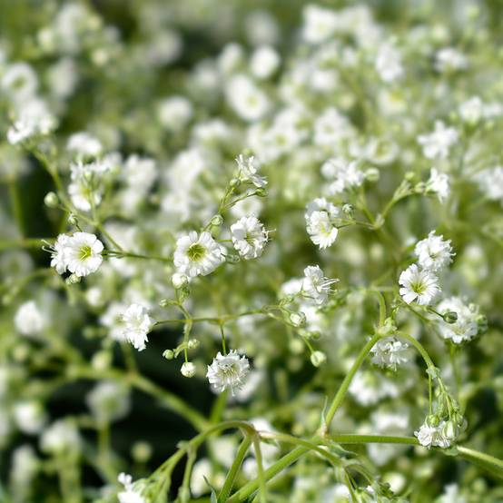 Gypsophile paniculé Snow Flake - Gypsophila paniculata Godet de 8/9 cm