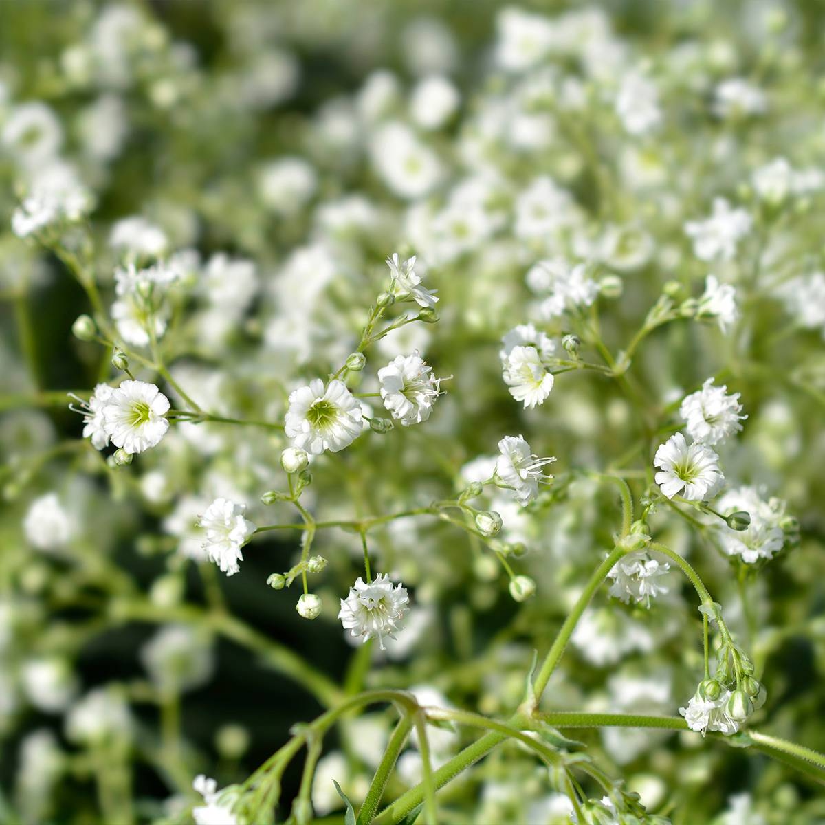 Gypsophile paniculé Snow Flake - Gypsophila paniculata Godet de 8/9 cm