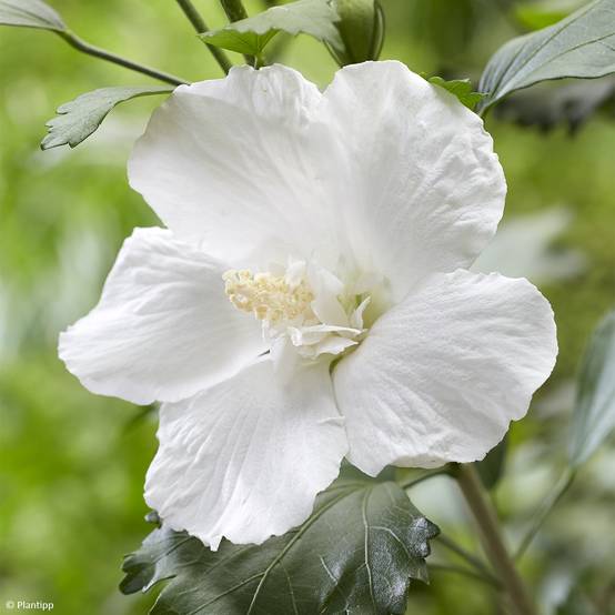 Hibiscus syriacus Flower Tower White - Althea blanc Godet de 8/9 cm