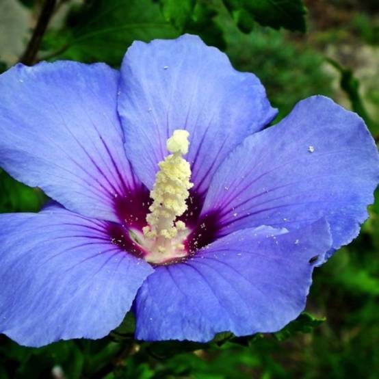 Hibiscus syriacus 'Oiseau Bleu' (Hibiscus syriacus 'Oiseau Bleu') - Godet 9cm - Pépinières Naudet - Image 1