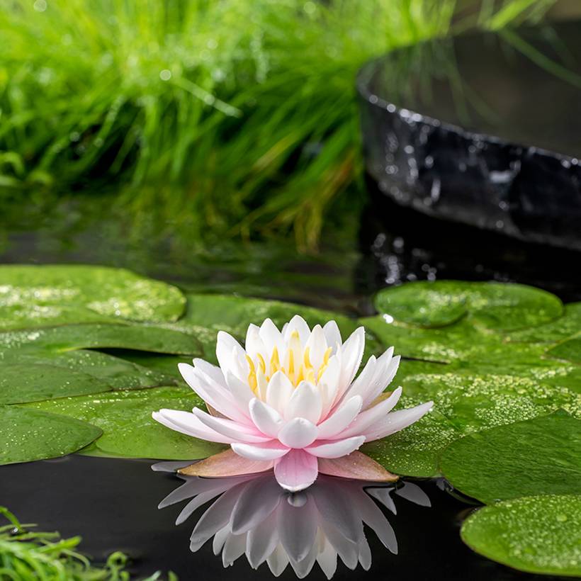 Promesse de Fleurs - Nymphaea Ray Davies - Nénuphar rustique Pot de 1L/1,5L