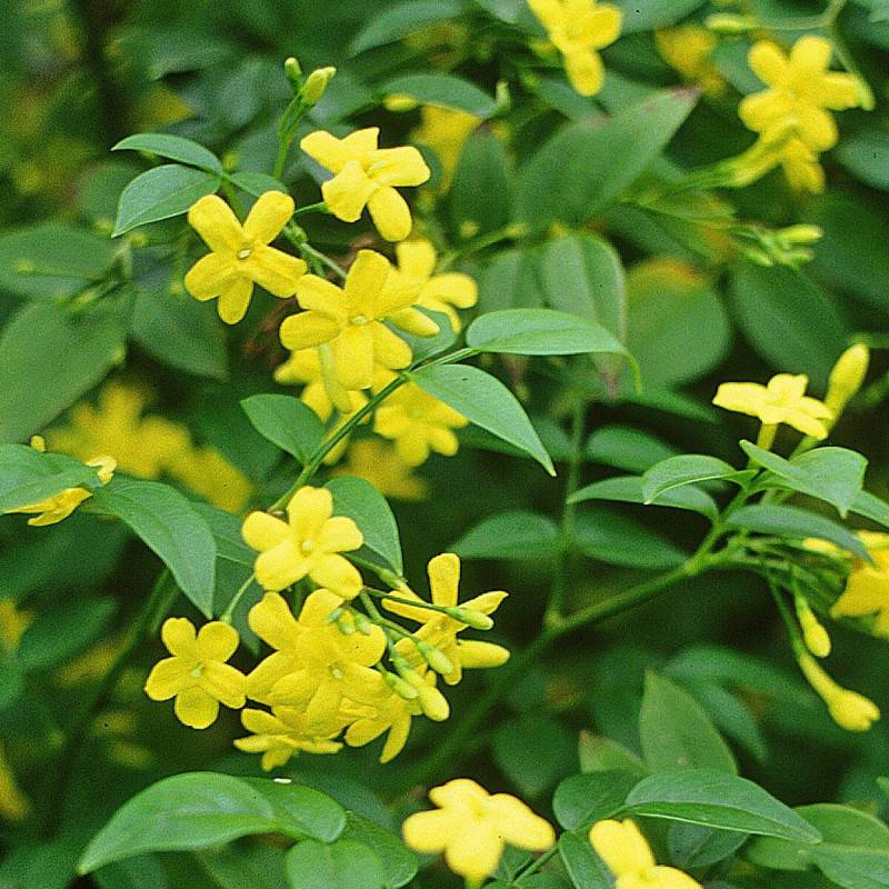 Jasmin primevère à fleurs Jaune - feuillage Caduc - Pot de 3L - Echelle bambou 60/120 cm-  hauteur à maturité De 2,00 m à 2,50 m - Imagen 5