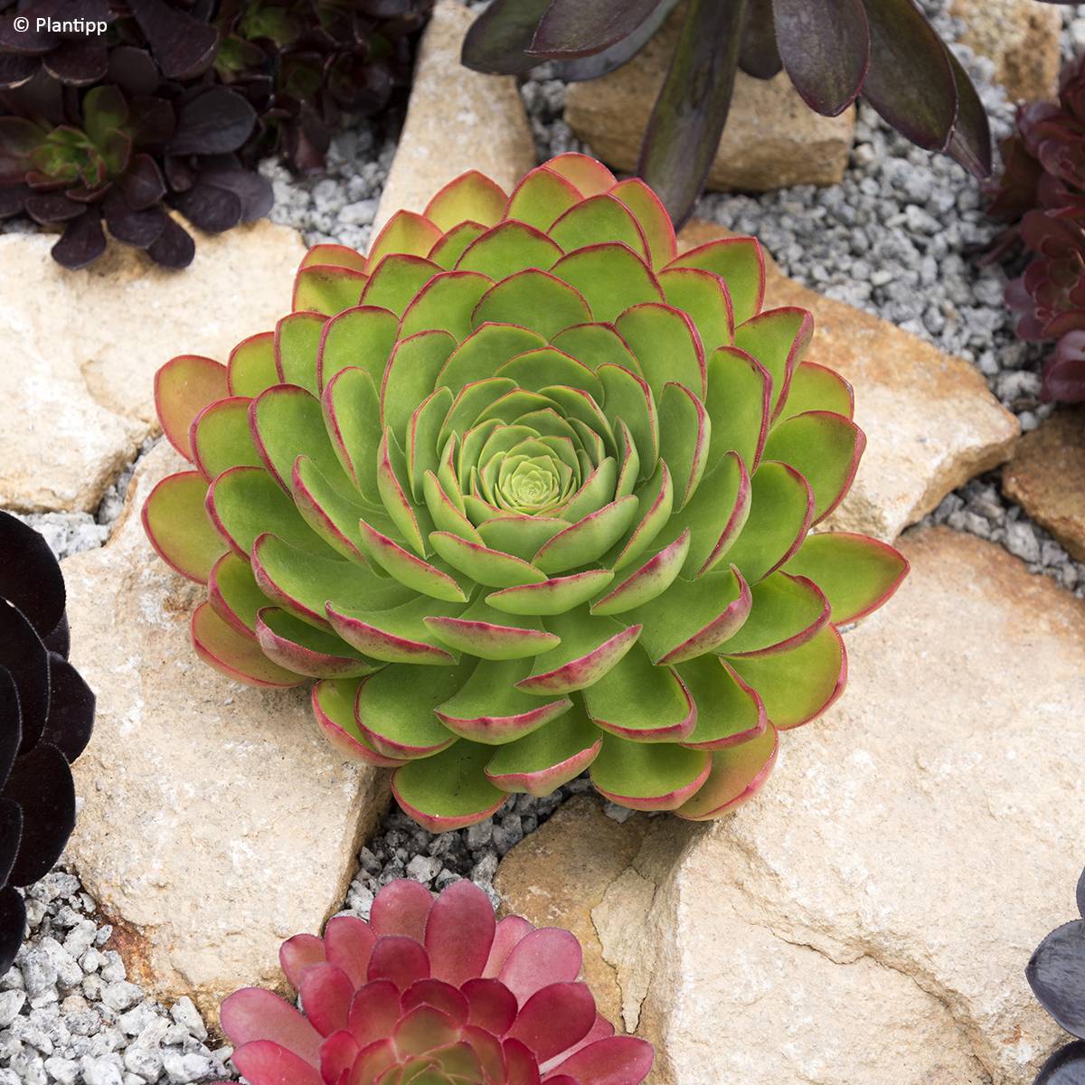 Semponium Diamond Pot de 2L/3L