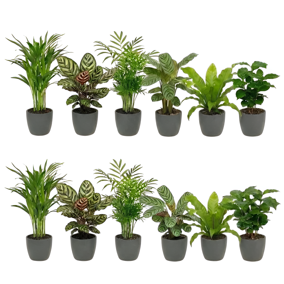 0 - Plantes Purificatrices avec Pot Anthracite - Set de 12 - Image 1