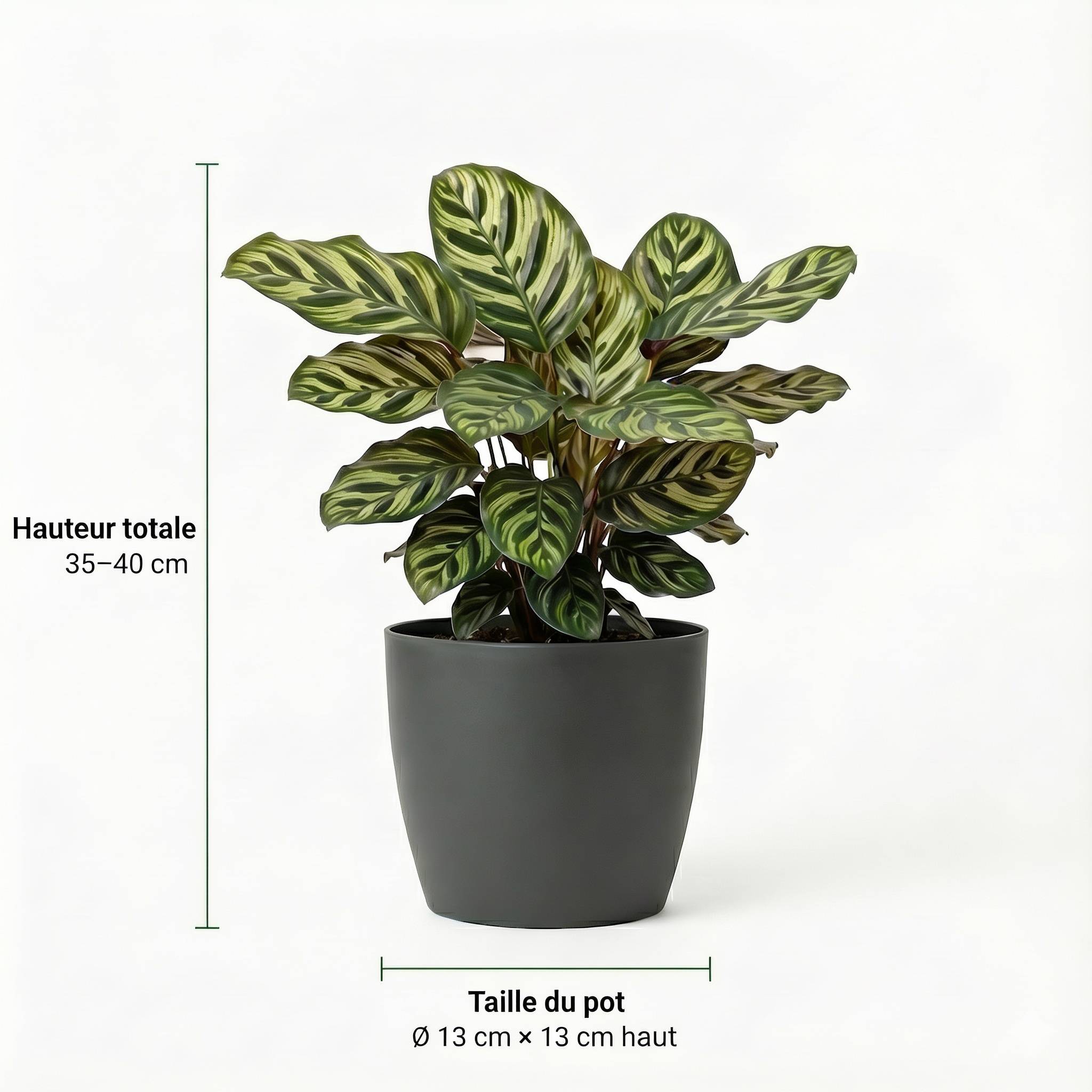 0 - Plantes Purificatrices avec Pot Anthracite - Set de 12 - Image 4