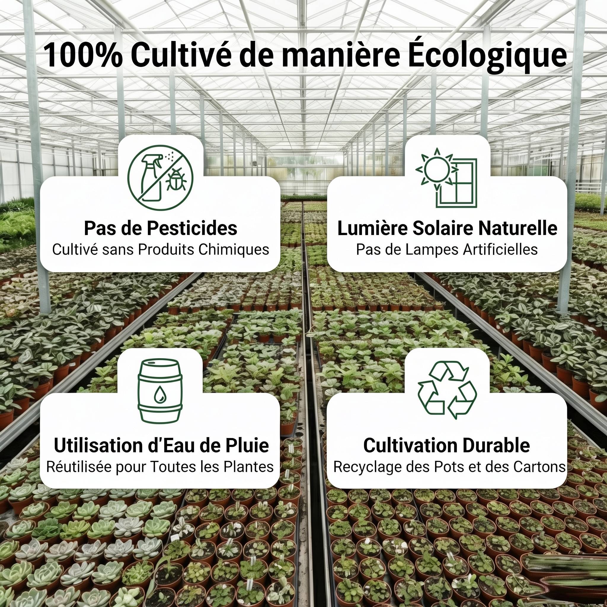 0 - Plantes Purificatrices avec Pot Anthracite - Set de 12 - Image 6
