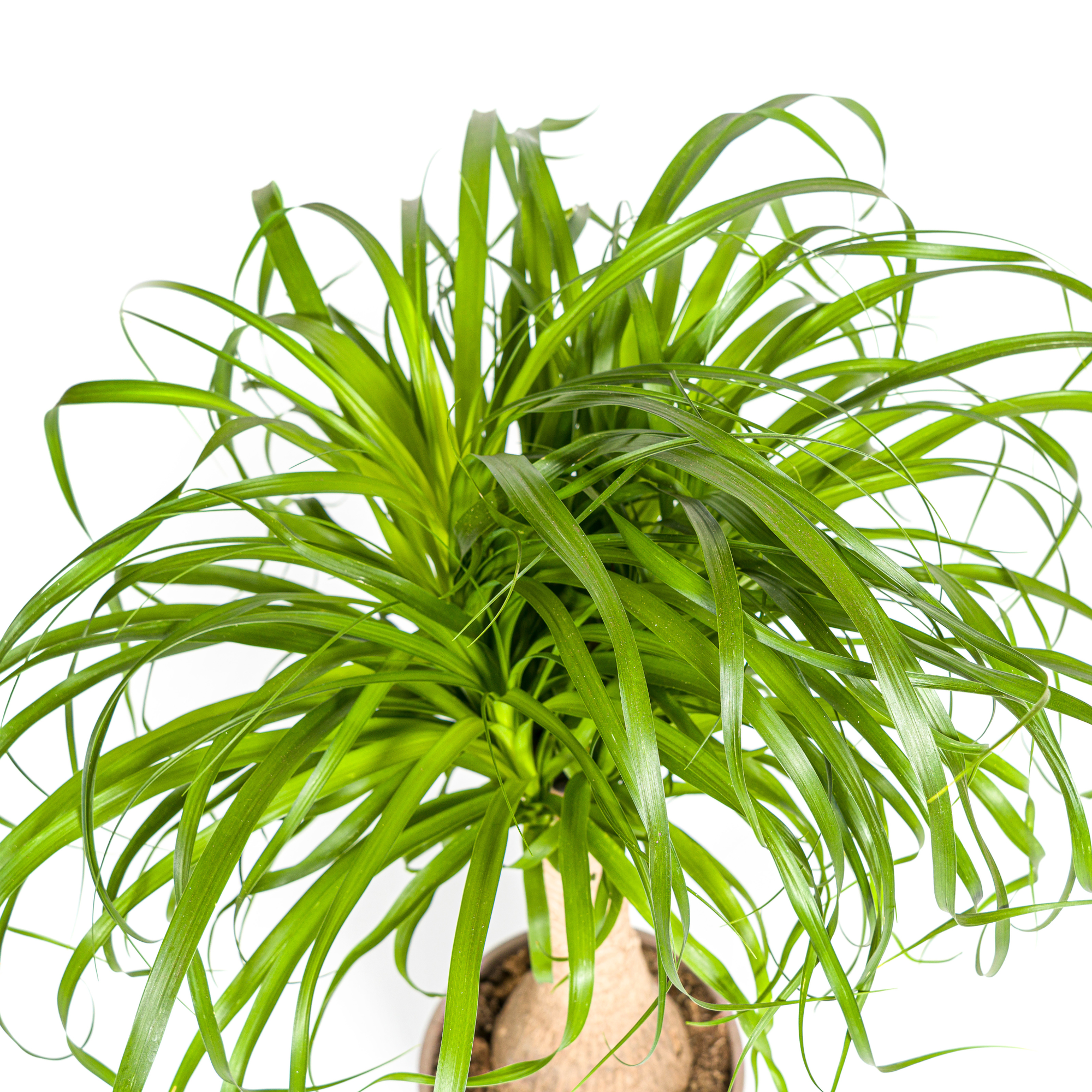 La Green Touch - Beaucarnea Recurvata Tige - H80cm - Image 3