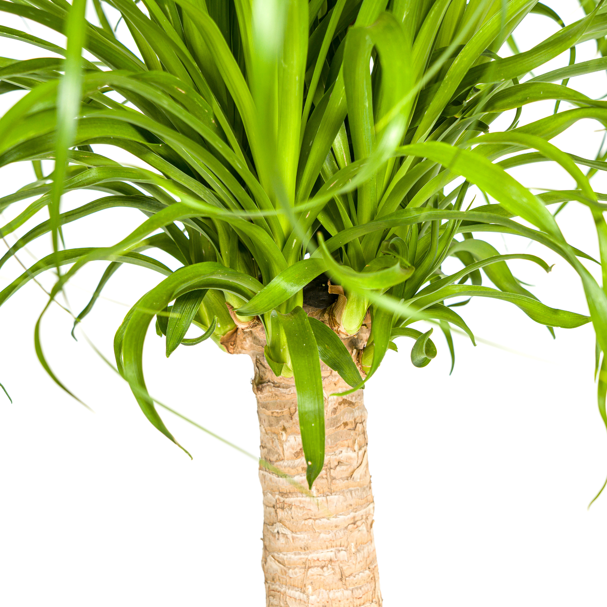 La Green Touch - Beaucarnea Recurvata Tige - H80cm - Image 5
