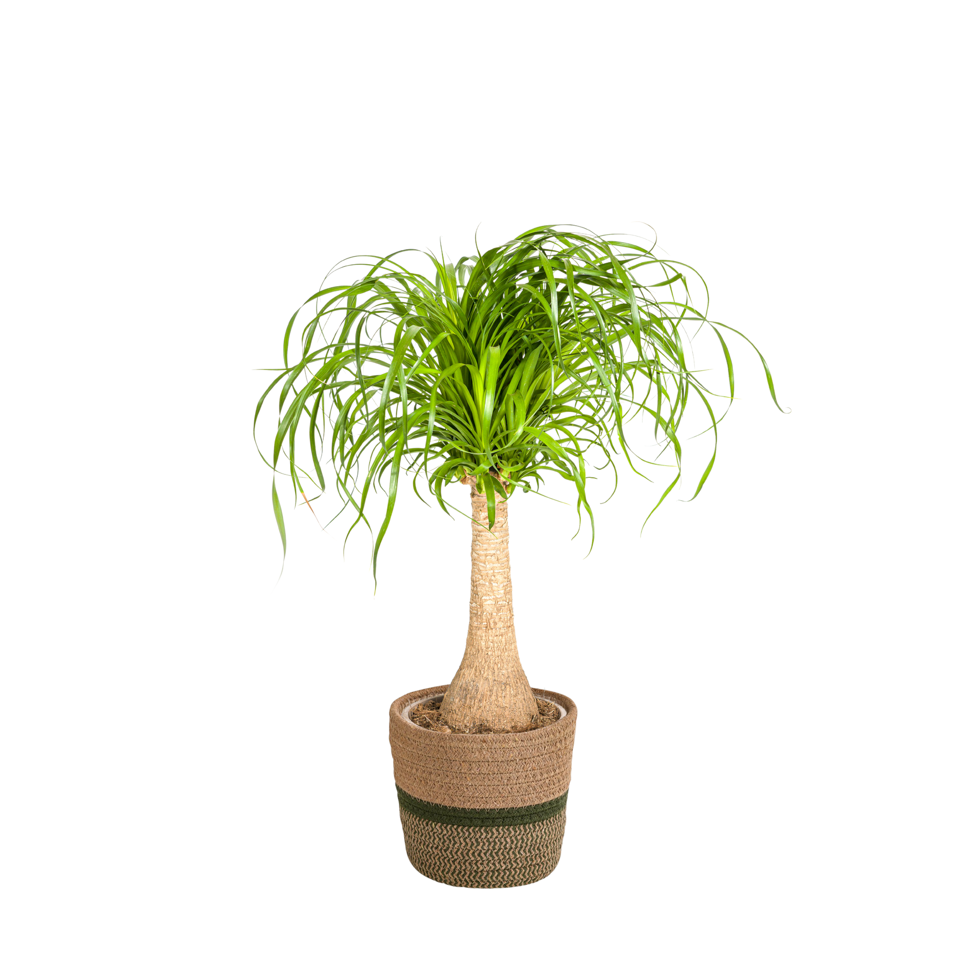 La Green Touch - Beaucarnea Recurvata Tige - H80cm - Image 2