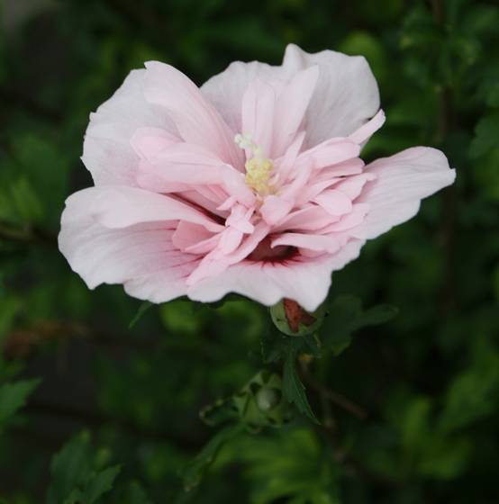 Hibiscus syriacus Pink Chiffon - Althéa semi-double rose pâle Pot de 3L/4L - Image 1