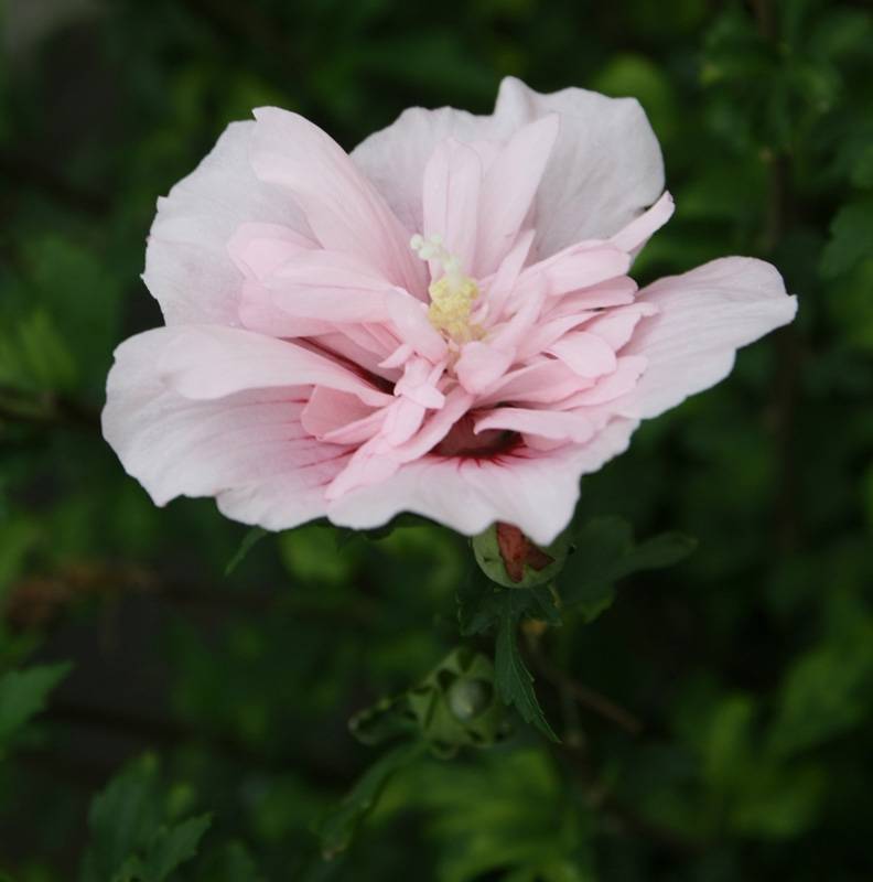 Hibiscus syriacus Pink Chiffon - Althéa semi-double rose pâle Pot de 3L/4L - Image 1