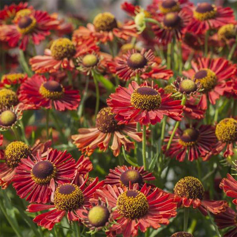 Helenium Ranchera - Hélénie rouge foncé. Godet de 8/9 cm