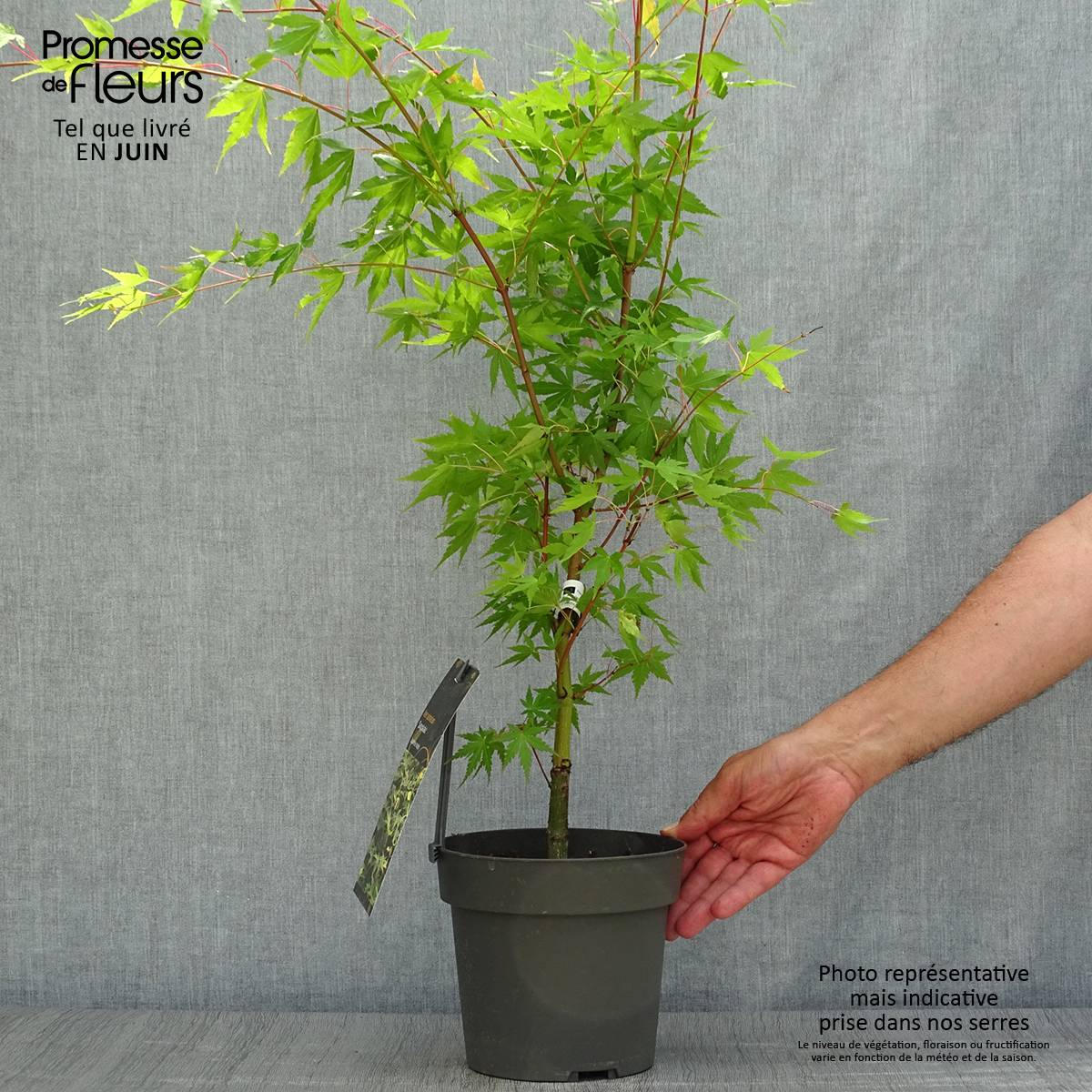 Promesse de Fleurs - Erable du Japon - Acer palmatum Sangokaku (Senkaki) Pot de 2L/3L - Image 2