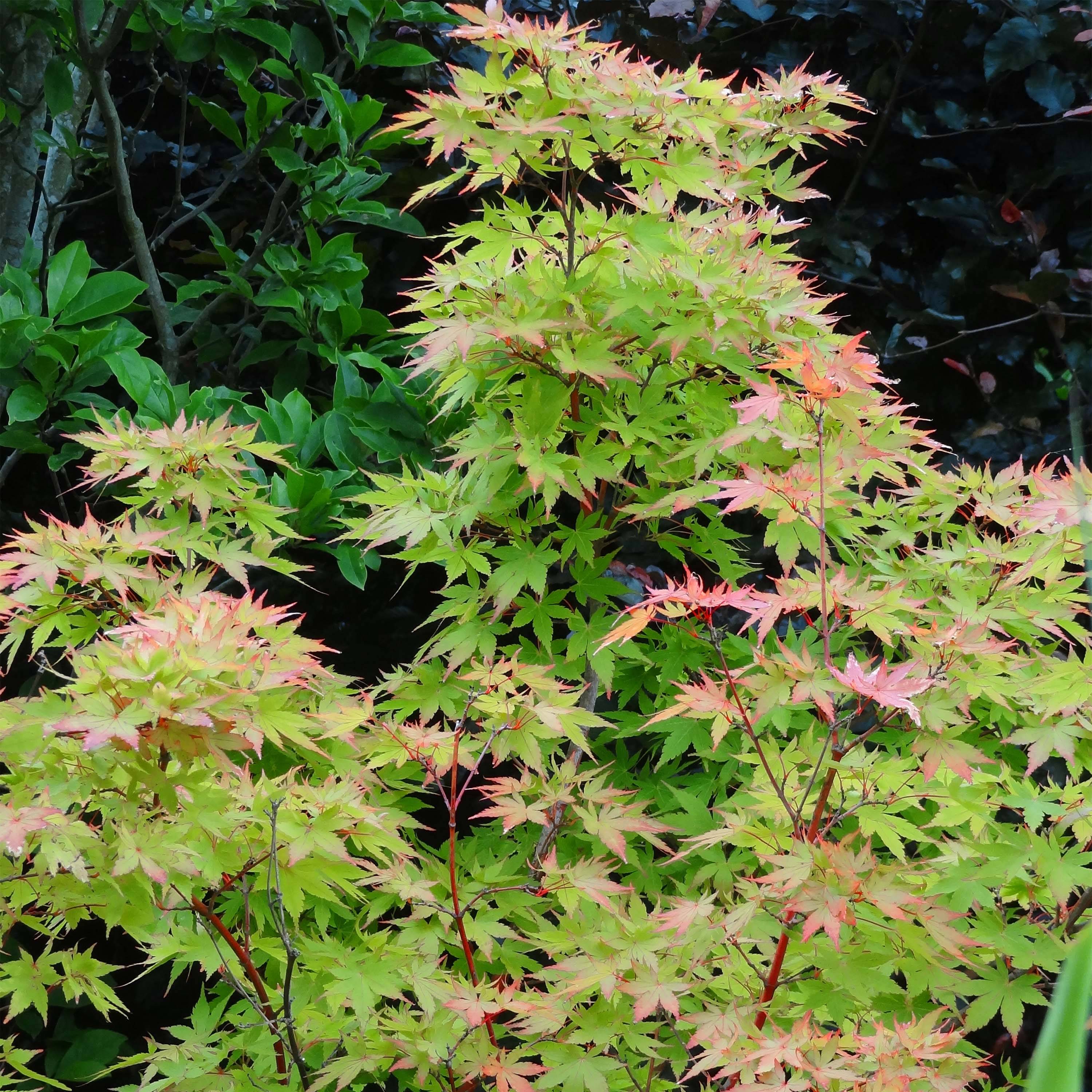Promesse de Fleurs - Erable du Japon - Acer palmatum Sangokaku (Senkaki) Pot de 2L/3L - Image 1