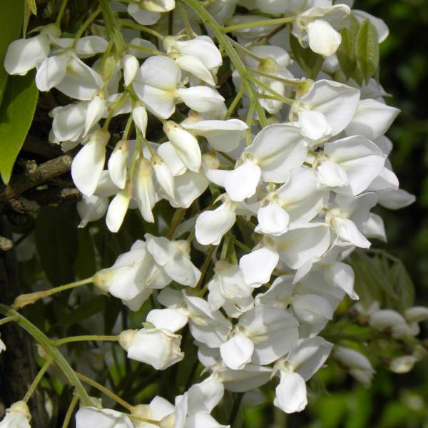 Promesse de Fleurs - Glycine du Japon - Wisteria venusta Pot de 2L/3L, Plant greffé de + de 18 mois