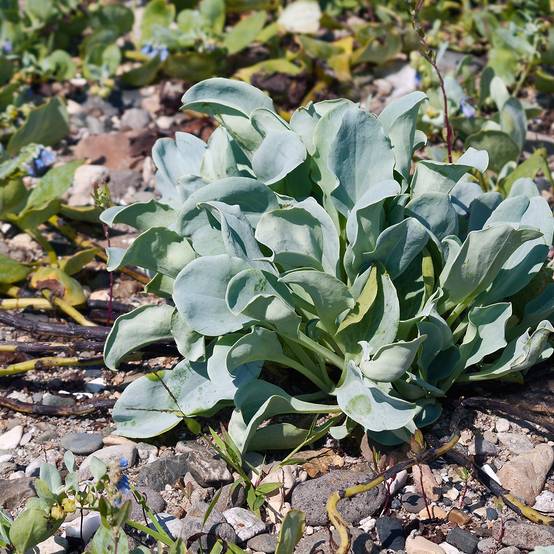 Promesse de Fleurs - Mertensia maritima, plante huître - Graines le sachet de 50 graines environ