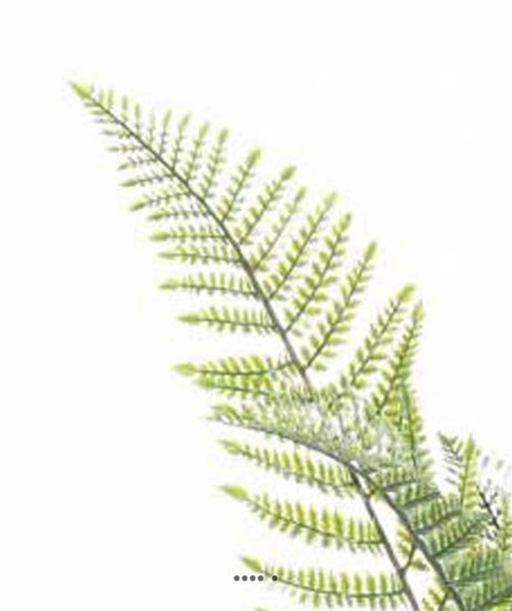 Fougère arborescente Cyathea artificielle en pot H 100 cm Vert extérieur - Image 3