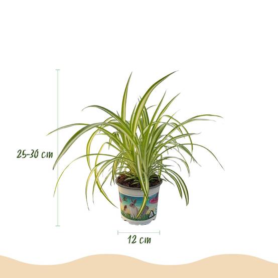 La Green Touch - Chlorophytum Comosum Variegatum - H30cm - Image 2