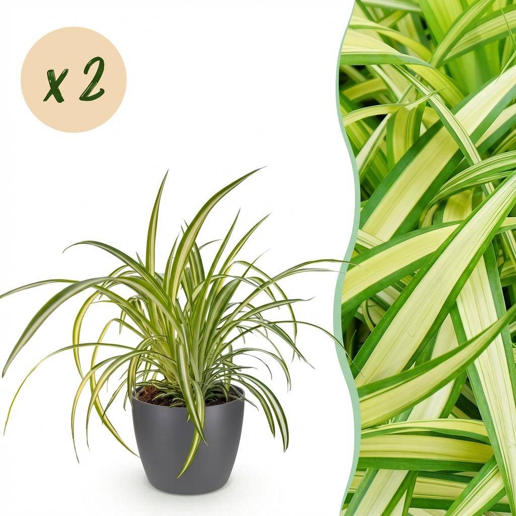 La Green Touch - Chlorophytum Comosum Variegatum - H30cm - Image 1