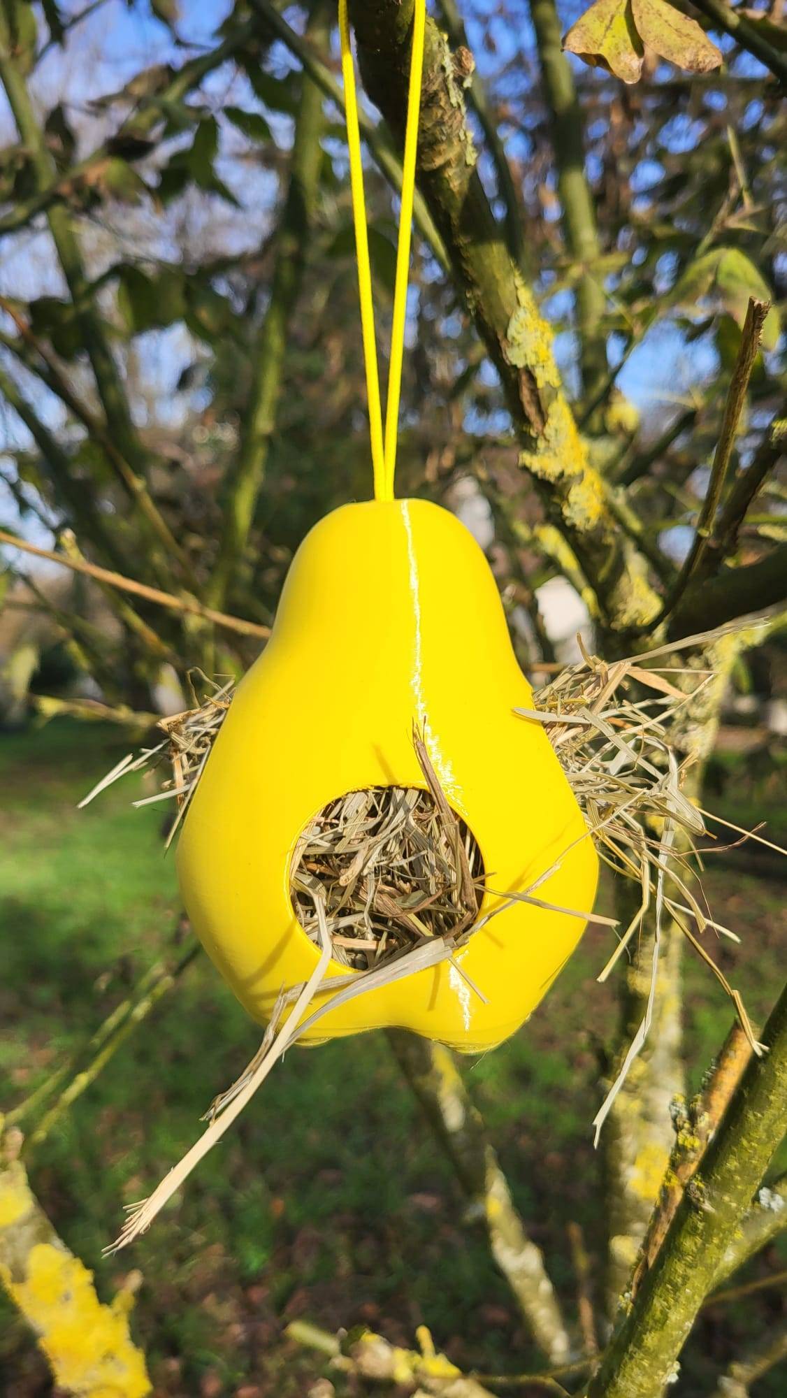 PYRÉA NIDIFICA – Le fruit qui aide la nature à tisser ses nids