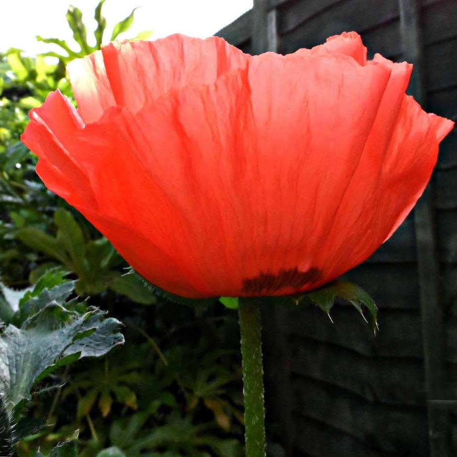 Promesse de Fleurs - Pavot d'Orient rouge - Papaver orientale Allegro Godet de 7/8 cm