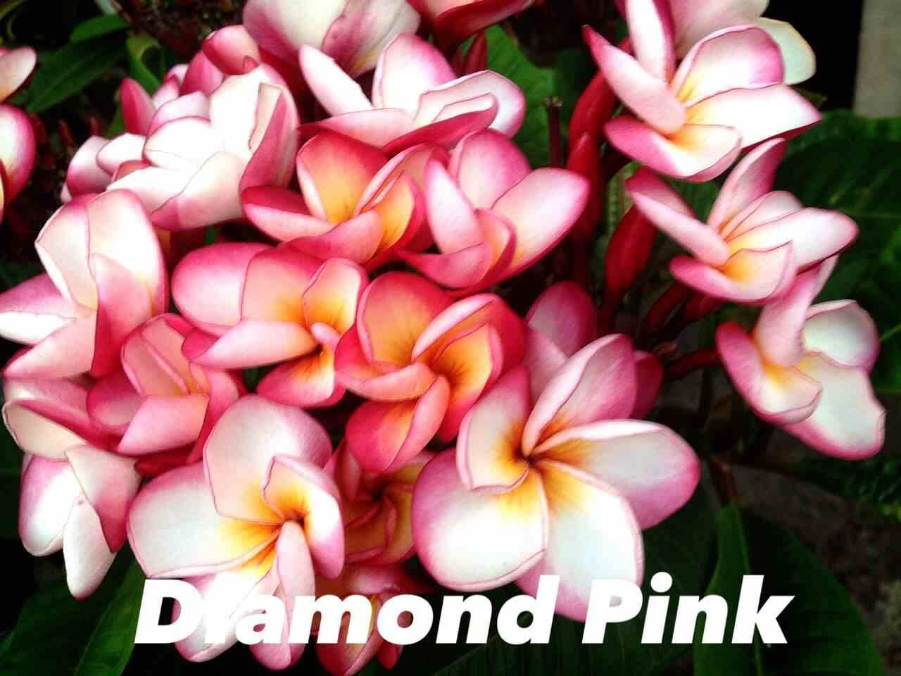 Sans Marque - Plumeria rubra "pink diamond" (frangipanier) Taille:Pot de 2 litres ? 20/30 cm - Couleur floraison:Blanc/jaune/rose